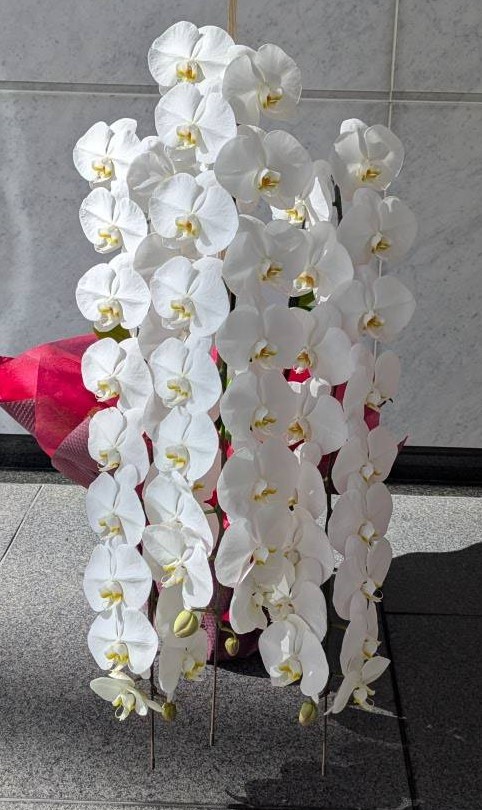 白い花が連なる胡蝶蘭の鉢植え