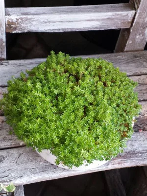 観葉植物 制作例 014（PF-LEGACY-GR-014）