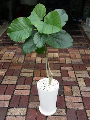 観葉植物 制作例 018（PF-LEGACY-GR-018）