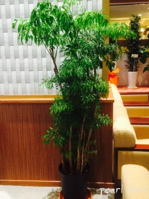 観葉植物 制作例 020（PF-LEGACY-GR-020）