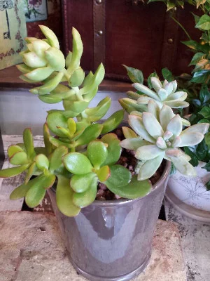 観葉植物 制作例 017（PF-LEGACY-GR-017）