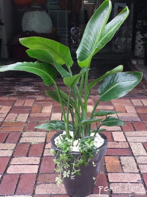 観葉植物 制作例 019（PF-LEGACY-GR-019）