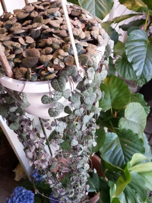 観葉植物 制作例 016（PF-LEGACY-GR-016）